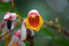 Alpinia