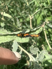 Oncopeltus spectabilis