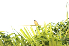 Sporophila morelleti