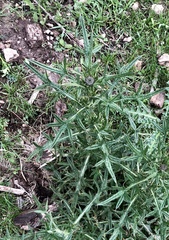 Cirsium neomexicanum
