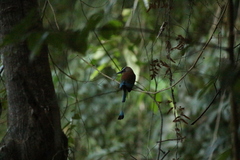 Eumomota superciliosa