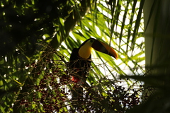 Ramphastos ambiguus