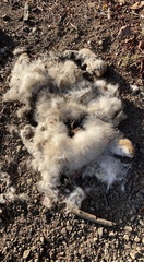 Oryctolagus cuniculus domesticus