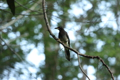 Psilorhinus morio