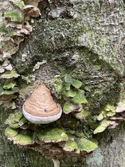 Fomes fomentarius