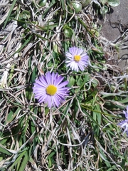 Brachyscome spathulata