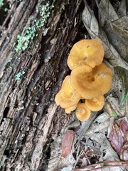 Craterellus ignicolor