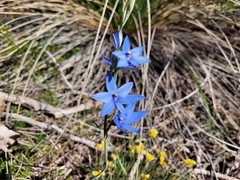 Thelymitra crinita