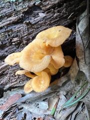 Craterellus ignicolor