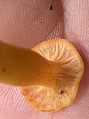 Craterellus ignicolor