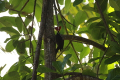 Campephilus guatemalensis
