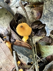 Craterellus ignicolor