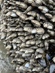 Pollicipes polymerus