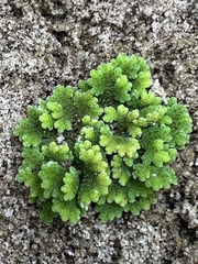 Azolla caroliniana