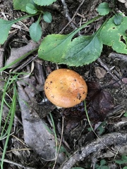 Lactarius croceus