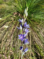 Thelymitra macrophylla