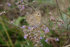 Hyponephele lupinus