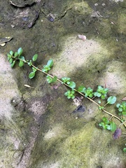 Ludwigia repens