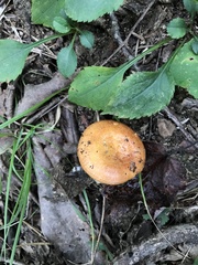 Lactarius croceus