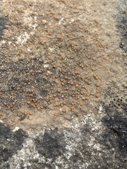 Protoblastenia rupestris