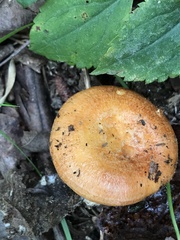 Lactarius croceus