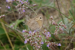 Hyponephele lupinus