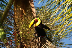Ramphastos ambiguus