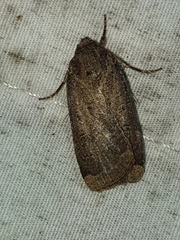 Abagrotis