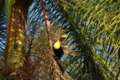 Ramphastos ambiguus