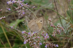 Hyponephele lupinus