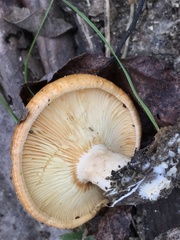 Lactarius croceus