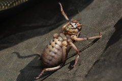 Cyphoderris monstrosa