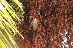 Melanerpes rubricapillus