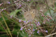 Hyponephele lupinus