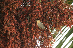 Melanerpes rubricapillus