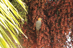 Melanerpes rubricapillus