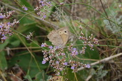 Hyponephele lupinus