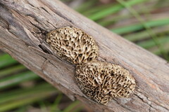 Hexagonia vesparia