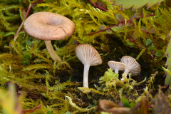 Entoloma cremeoalbum