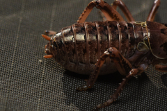Cyphoderris monstrosa