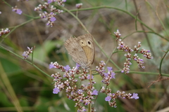 Hyponephele lupinus