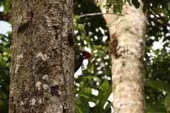 Campephilus guatemalensis