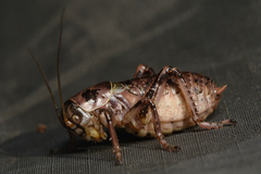 Cyphoderris monstrosa