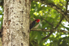 Campephilus guatemalensis