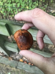 Tricholoma fulvum
