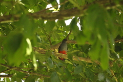 Trogon massena