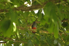 Trogon massena