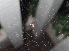 Uloborus
