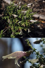Prostanthera serpyllifolia microphylla