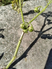 Solanum sarrachoides